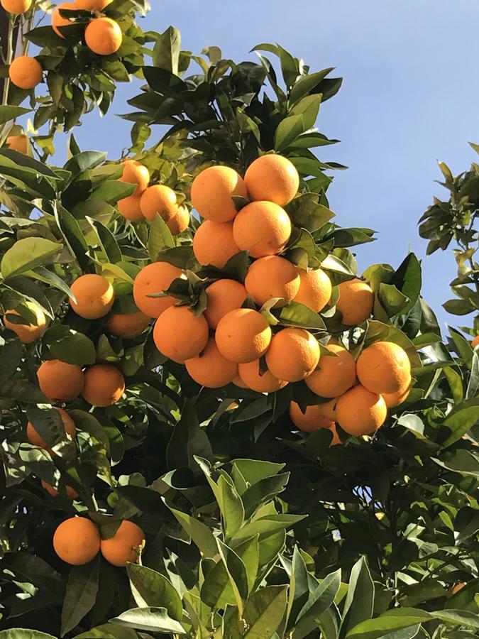 مبيت وإفطار سان ماورو سيلينتو Cilento المظهر الخارجي الصورة